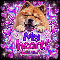 Chow Chow Cute Animals GIF
