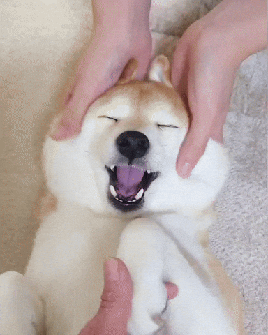 cuteanimalland giphyupload GIF