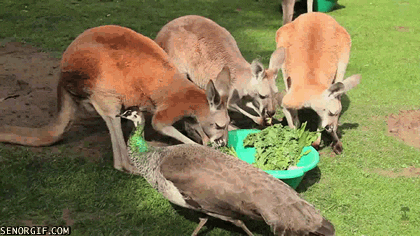 Kangaroos Critters GIF