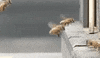 accident GIF