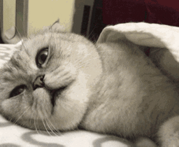 kiyo2909 giphyupload cat meme GIF