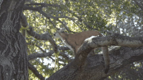 Mountain Lion Jump GIF by Oakland Zoo