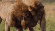Wrestle big cat GIF by BBC Earth