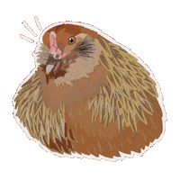 SquishysCrossing squishyscrossing hawky tamaraacnh Sticker