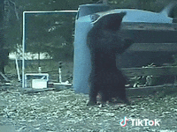 Bonjour GIF by TikTok France