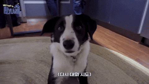 Dog Australia GIF