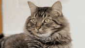nehumanesociety  GIF