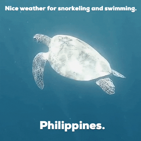 Sea Turtle GIF by world-weather.ru