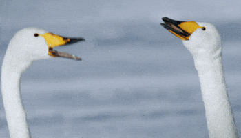 Sing When Nature Calls GIF by ABC Network