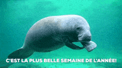 Fwcc GIF