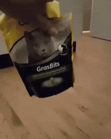 xcbcvccxscxcv giphyupload GIF