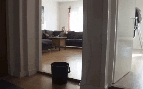 laniewoods giphygifmaker GIF