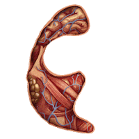 ABWomensHealth brain mental health international womens day anatomy Sticker