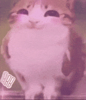 Happy Cat GIF
