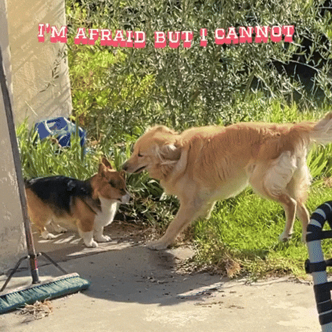 マイロ GIF