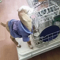 dis GIF