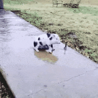 slip GIF