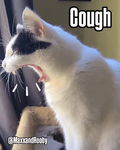 Cat Kitty GIF