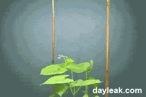 plant grow GIF