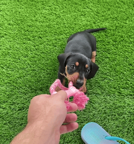 piper_the_dachshund_uk dog puppy dachshund piper GIF