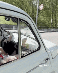 Road Trip Carlin GIF