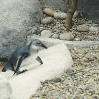 San Diego Reaction GIF by San Diego Zoo Wildlife Alliance