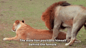 Mating GIF by South Park