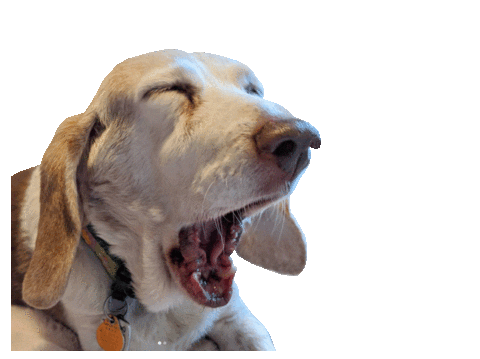 Sleepy Basset Hound Sticker