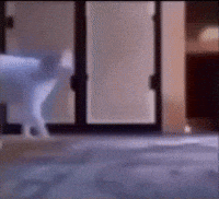 Cat poop