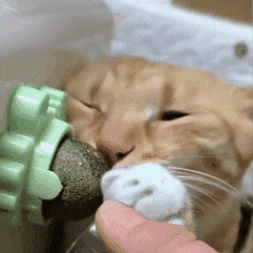 Gato satisfecho