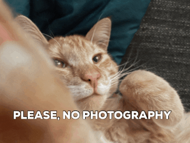 Jaydu giphygifmaker giphygifmakermobile cat photography GIF