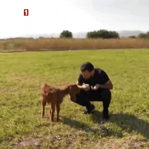 Goat Listen GIF by TRT