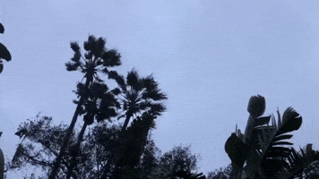 Strong Winds Thrash Palm Trees in Southern California