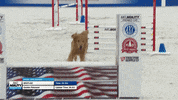 Espn Running GIF by American Kennel Club