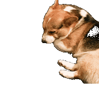 Dog Corgi Sticker