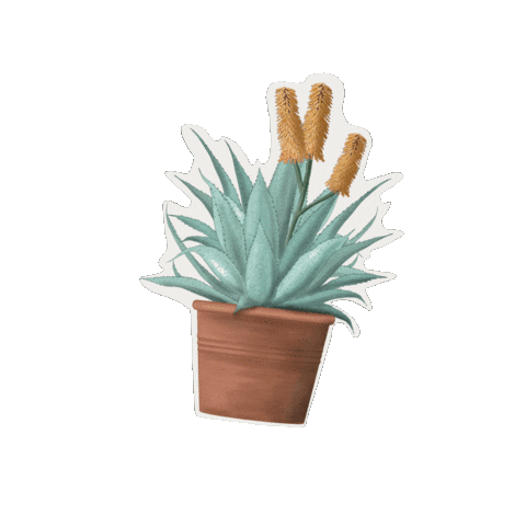 Houseplant Aloe Sticker by Hortusamsterdam