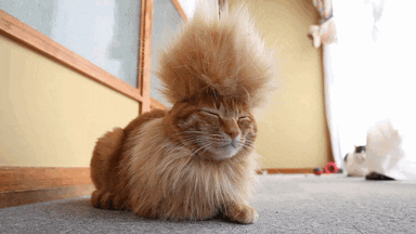cat GIF