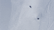 freeride GIF by BFMTV