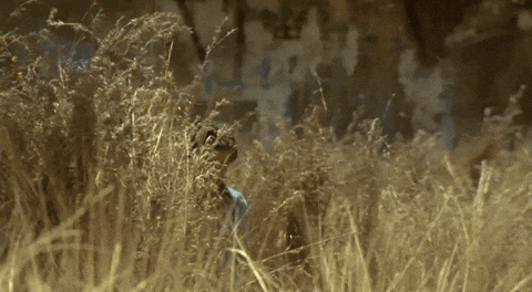 Rajinikanth GIF by RajiniGifs