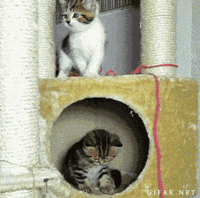 kittens falling GIF