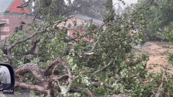 Huge Tree Toppled During Severe Weather in Tolar, Texas