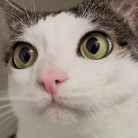 Cat Starring GIF