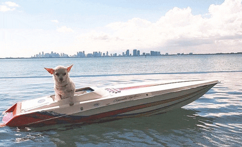 borscht giphyupload dogs ocean boat GIF
