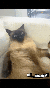 Cat Bisteca GIF