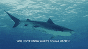 Eat Prey Chum GIF by Shark Week