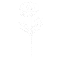 White Flower Sticker