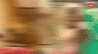 Golden Retriever Derps
