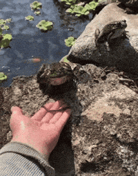 Frog Jump GIF
