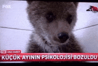 Haber GIF