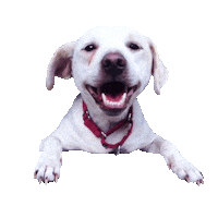 dog puppy Sticker by Roundhouse
